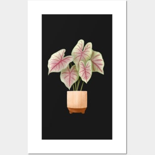 Caladium Summer Breeze, Potted Plant Illustration Posters and Art